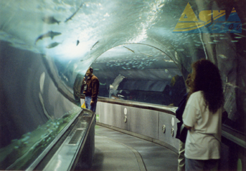 Подводный акриловый тоннель в Аквариуме Залива - Aquarium of the Bay 