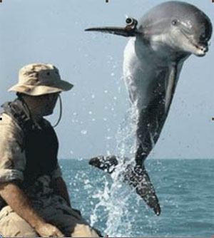 Дельфин - носитель камеры