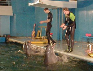 Выступление дельфинов в Московском дельфинарии