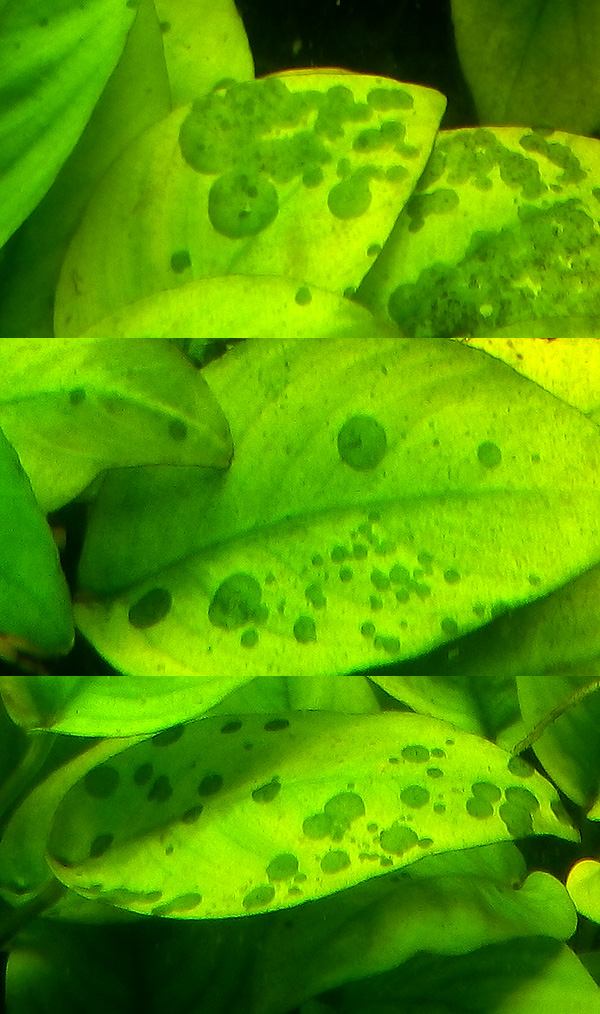 Эти пятна на листьях анубиаса паразитические водоросли от избыточного освещения