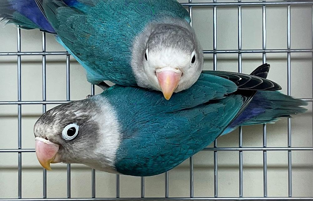 Попугаи - неразлучники в супермаркете Аква Лого - Сокол