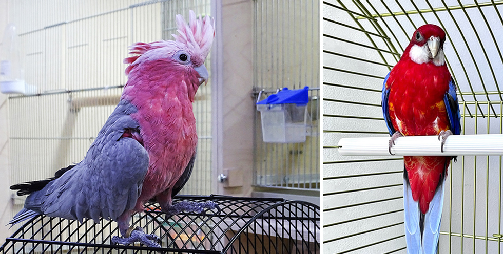 Попугай Какаду Гала в супермаркете Аква Лого - Сокол