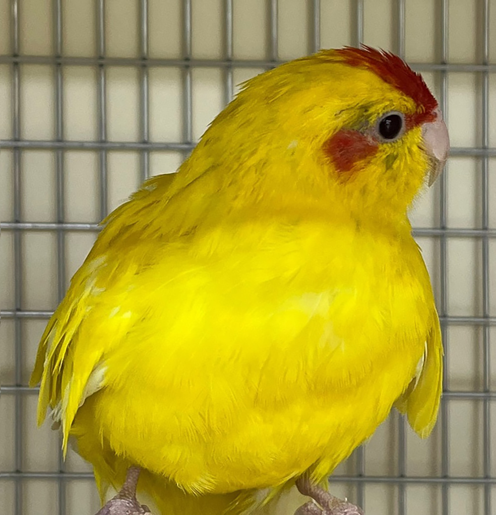 Попугай какарик желтый в супермаркете Аква Лого - Сокол
