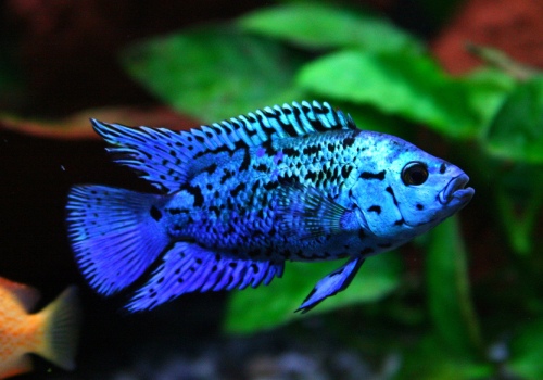 Blue Dempsey