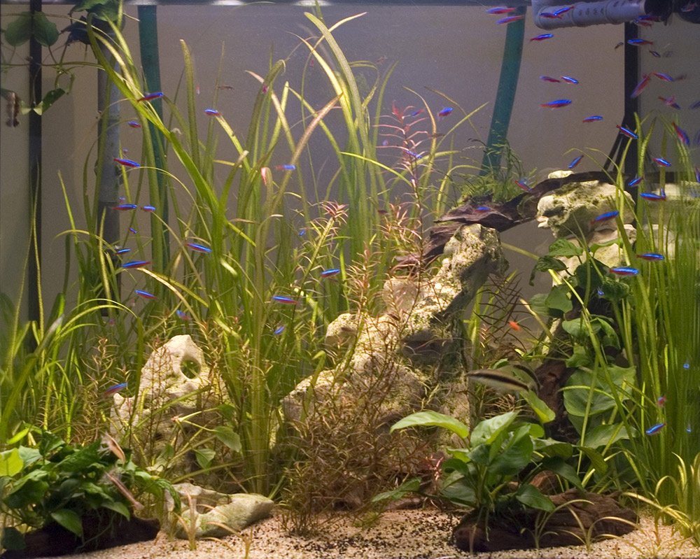 Живые растения и неоны в аквариуме Аква Лого