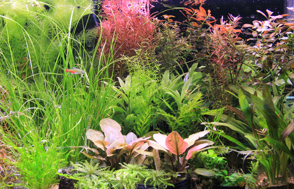 Все об искусственных растениях для аквариума