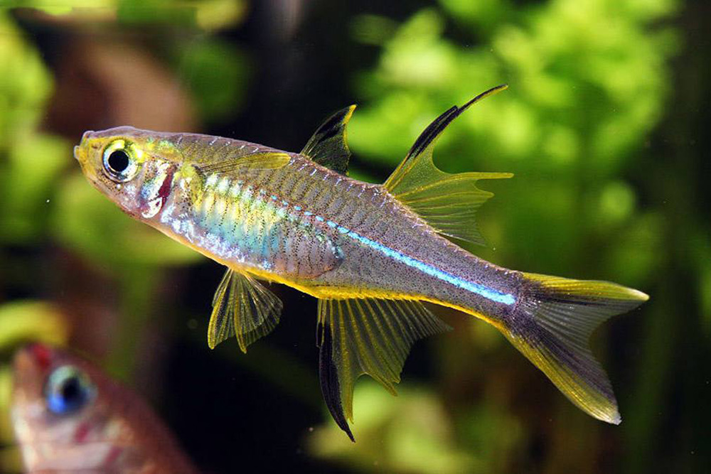  Тельматерина  солнечный лучик в супермаркетах Аква Лого!