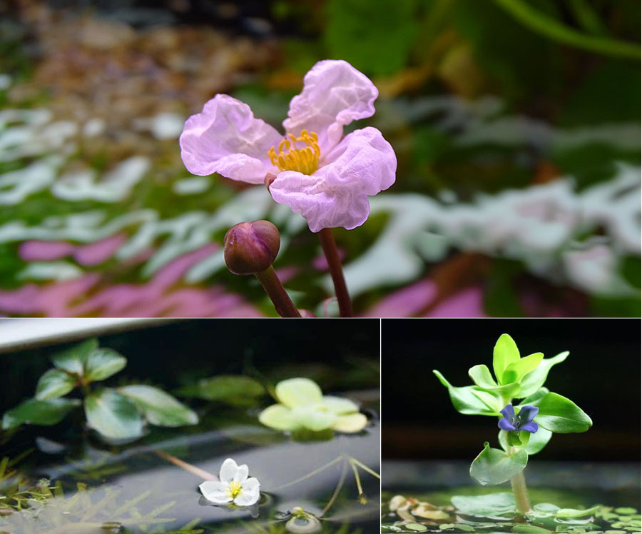 Подарите любимой не просто цветы - Аквариум с живыми растениями!