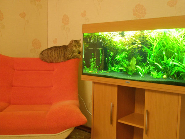 Фото участника конкурса Кошки и рыбки Аква Лого ВКонтакте - 2 место