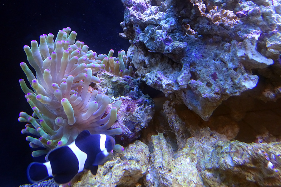 Клоун оцеллярис чёрный и актиния пузырчатая в аквариуме Ксения 100