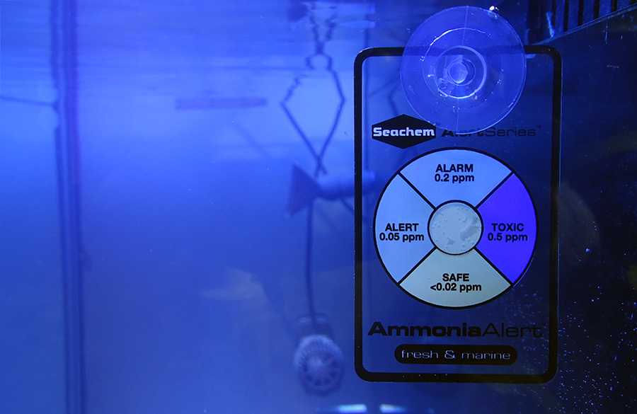 Тест SeaChem для непрерывного мониторинга аммика в аквариуме