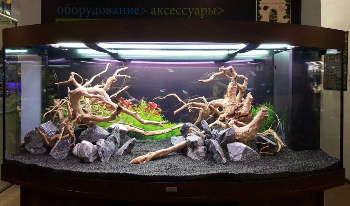 Мастер-класс по запуску аквариума с растениями в Аква Лого на Волжской 14.01.2017