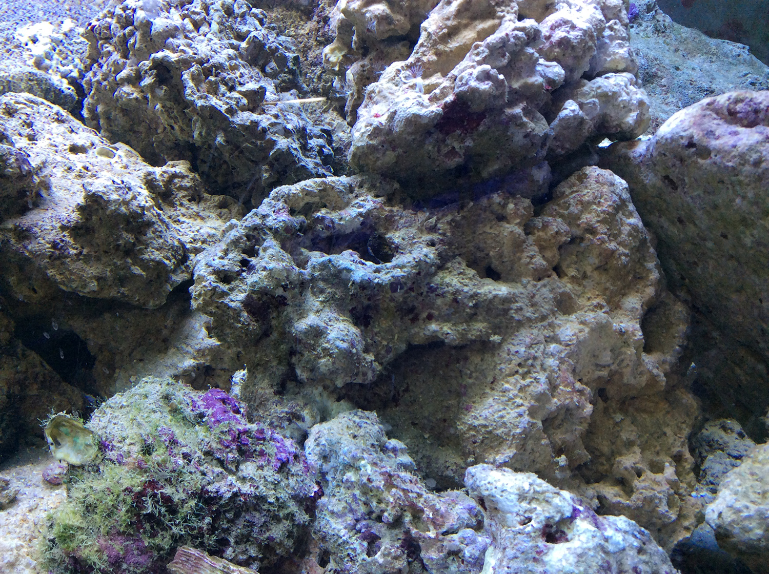 Живые камни в морском аквариуме