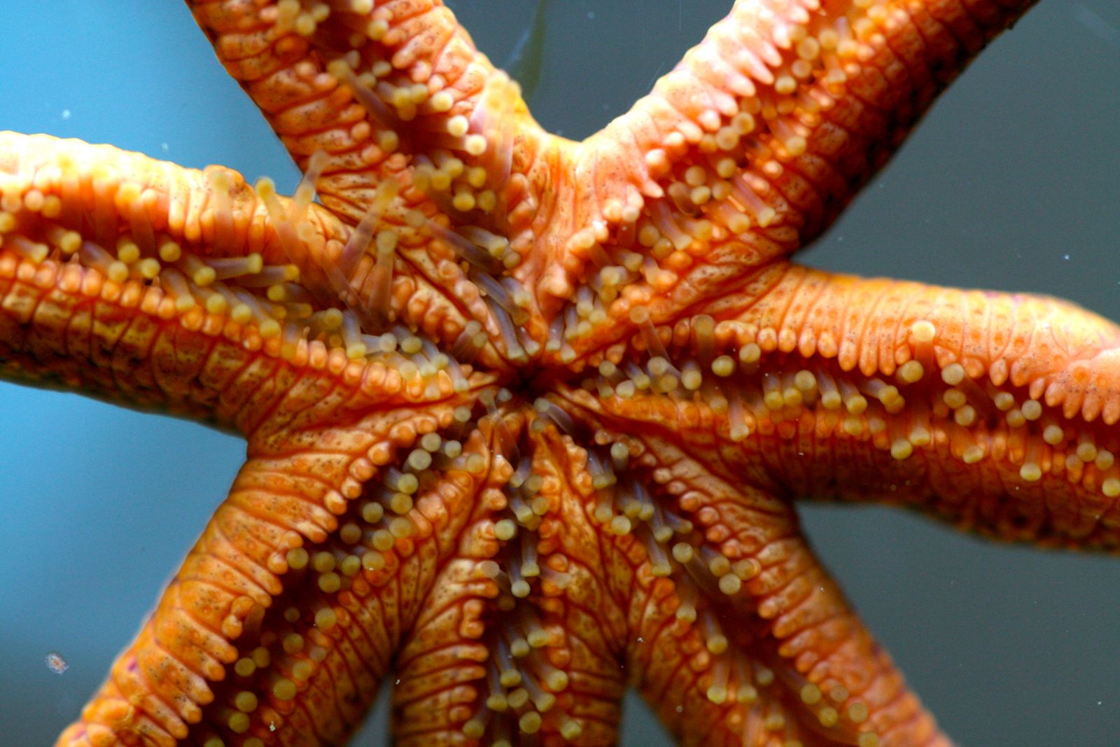 Фото морской звезды в аквариуме победителя конкурса Мое море в Аква Лого