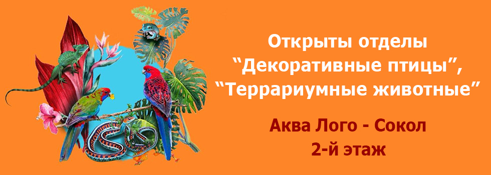 Приглашаем в отделы декоративных птиц и рептилий на 2-м этаже супермаркета