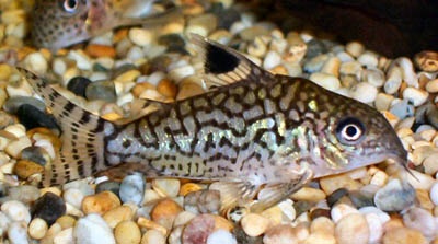 Коридорас ретикулятус  Corydoras reticulatus