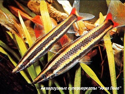 Аностомус обыкновенный  Anostomus anostomus