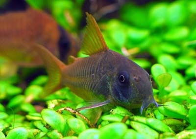 Коридорас оранжево-сизый  Corydoras concolor