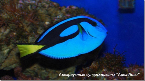 Хирург голубой (королевский) 
Paracanthurus hepatus