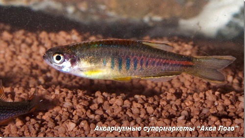 Данио хопра 
Danio choprae