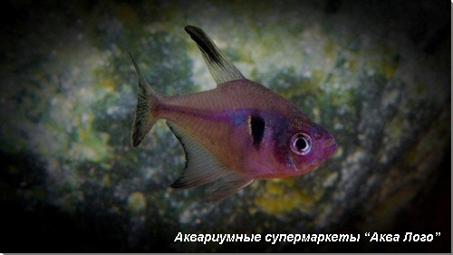 Орнатус черный 
Hyphessobrycon megalopterus (Megalamphodus megalopterus)