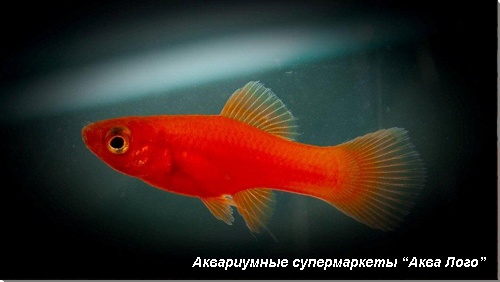 Меченосец красный 
Xiphophorus hellerii var.