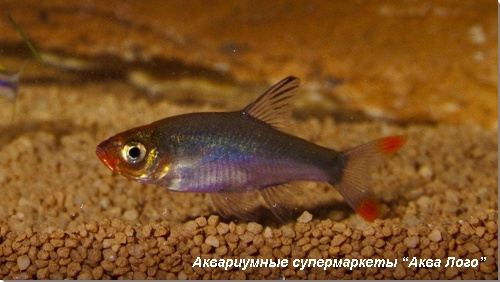 Савбва 
Sawbwa resplendens