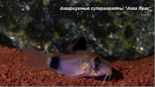 Коридорас панда 
Corydoras panda