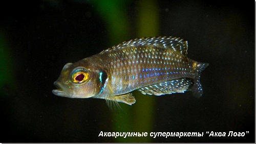 Лампрологус кружевной 
Lamprologus meleagris