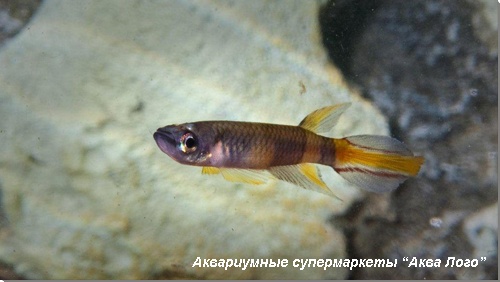 Эпиплятис факельный 
Pseudepiplatys annulatus