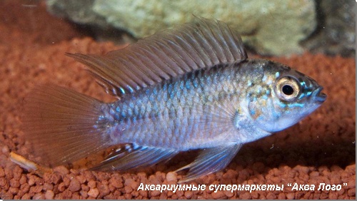 Апистограмма Борелла 
Apistogramma borellii (Apistogramma reitzigi)