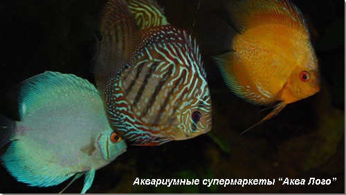 Дискусы 
Symphysodon sp.