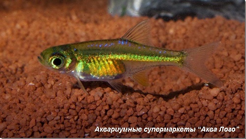 Микрорасбора куботаи 
Microdevario kubotai (Microrasbora kubotai)