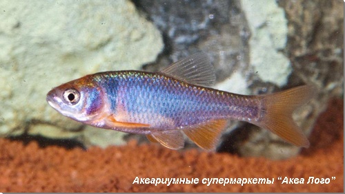 Нотропис (Ципринелла) красный брилиант 
Cyprinella lutrensis (Notropis lutrensis)