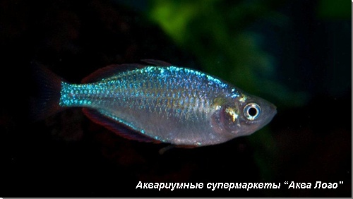 Меланотения неоновая 
Melanotaenia praecox