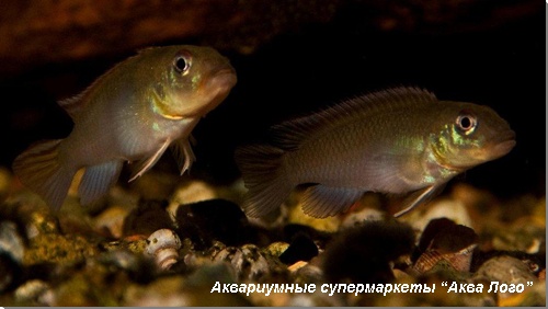 Нанохромис лазоревый 
Nanochromis nudiceps (Pseudoplesiops nudiceps)