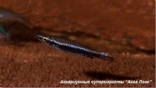 Пецилобрикон 
Nannostomus eques