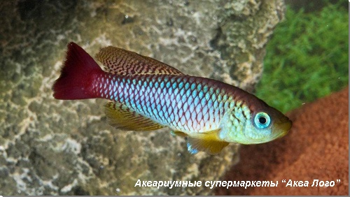 Нотобранхиус фоэрши 
Nothobranchius foerschi