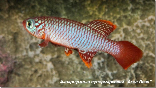 Нотобранхиус фламмикомантис 
Nothobranchius flammicomantis