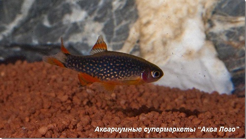 Микрорасбора Галактика 
Danio margaritatus (Celestichthys margaritatus)