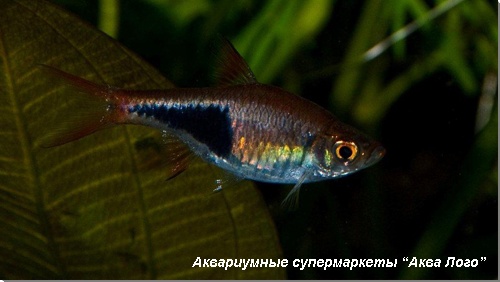 Расбора гетероморфа 
Trigonostigma heteromorpha (Rasbora heteromorpha)