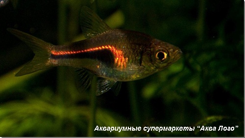 Расбора Хенкеля 
Trigonostigma espei (Rasbora espei)