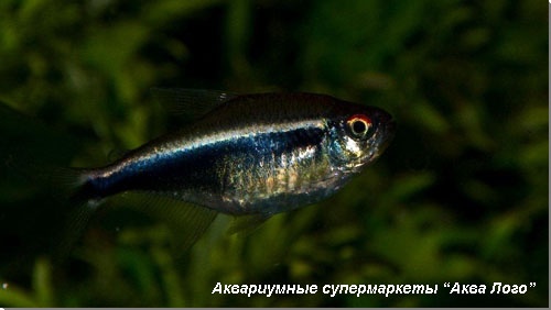 Неон черный 
Hyphessobrycon herbertaxelrodi