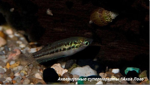 Гурами карликовый 
Trichopsis pumila