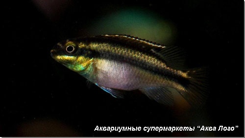 Пельвикахромис крибенсис (Попугай, Крибенсис, Пульхер) Pelvicachromis pulcher