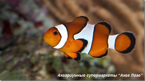 Клоун оцеллярис (трехленточный) 
Amphiprion ocellaris