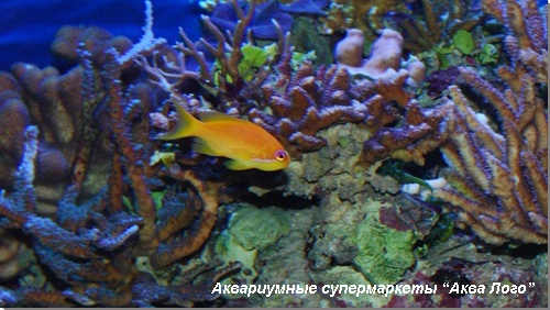 Антиас лирохвостый огненный 
Pseudanthias ignitus