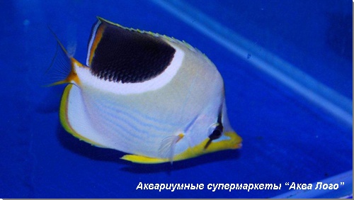 Бабочка эфиппиум 
Chaetodon ephippium