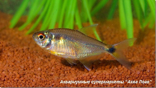 Тетра фонарик 
Hemigrammus ocellifer