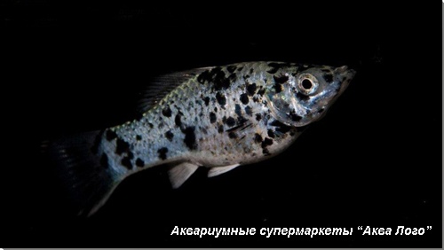 Моллинезия серебряная пятнистая 
Poecilia sphenops var.